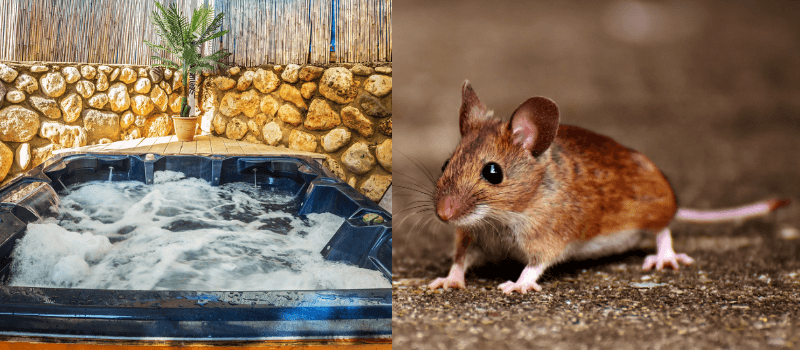 hot tubs and rats and mice