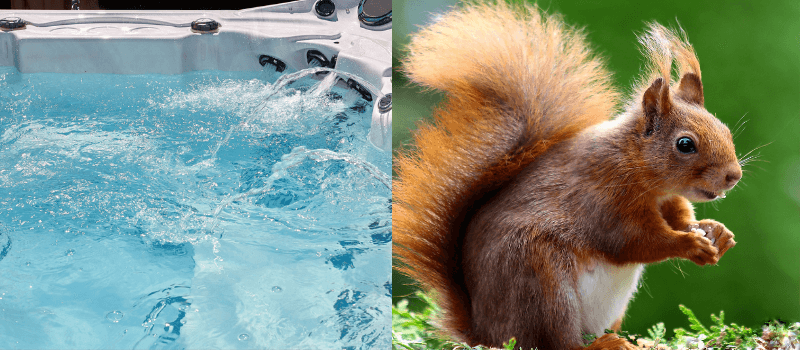 hot tubs and squirrels